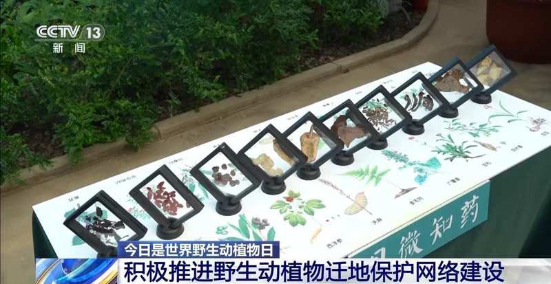 特别“家庭旅行团”亮相 我国野生动植物保护交出亮眼答卷 新闻