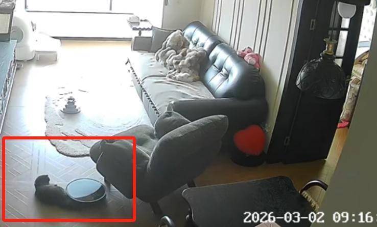 宠物尾巴意外卷入,扫地机器人避障引争议;智能家居安全隐患再现 IT技术