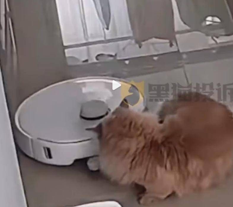 宠物尾巴意外卷入,扫地机器人避障引争议;智能家居安全隐患再现 IT技术