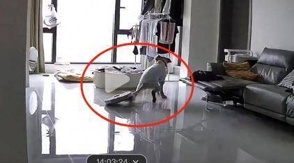 宠物尾巴意外卷入,扫地机器人避障引争议;智能家居安全隐患再现 IT技术