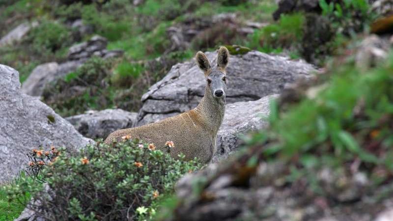 高原深处麝香暗流涌动;四名涉案人员终受法律惩处,国家资源损失获赔偿。 新闻 高原深处麝香暗流涌动;四名涉案人员终受法律惩处,国家资源损失获赔偿。 新闻 高原深处麝香暗流涌动;四名涉案人员终受法律惩处,国家资源损失获赔偿。 新闻 高原深处麝香暗流涌动;四名涉案人员终受法律惩处,国家资源损失获赔偿。 新闻