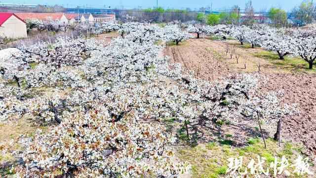  从私有果园到市级非遗：古安梨130年品种选育技术体系解码 文化旅游